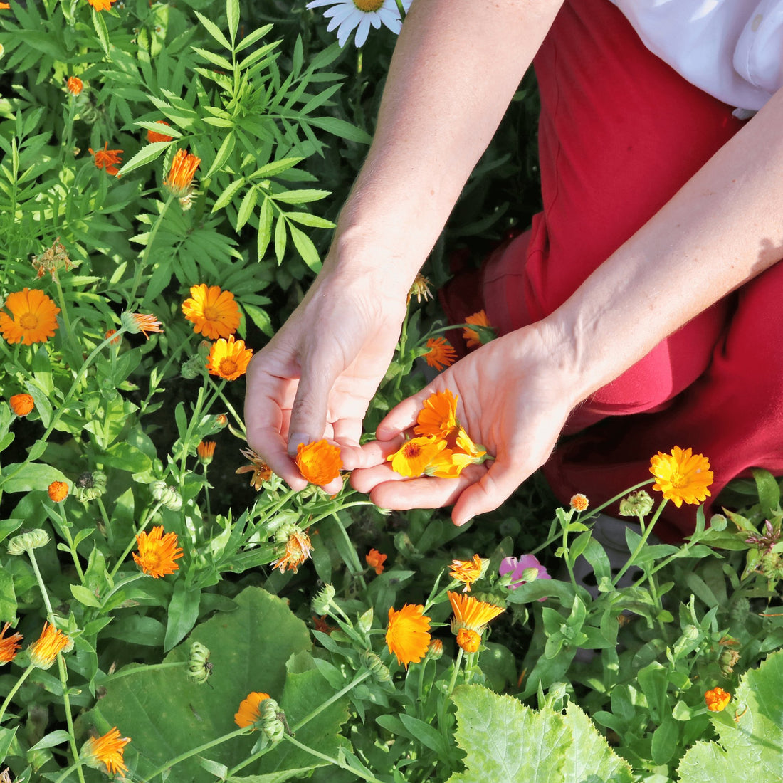 Il #BLOg di Aesthete  | crema alla calendula - Aesthete